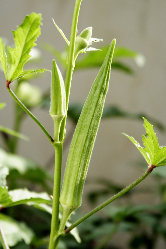 Burmese Heirloom Certified- Okra Seed