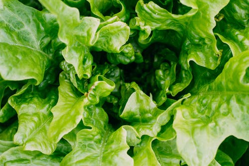 Buttercrunch Heirloom Certified- Lettuce Seed