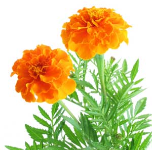 Calendula Heirloom Certified- Herb Seed