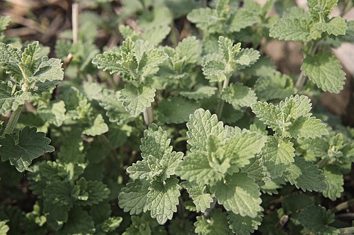 Catnip Heirloom Certified- Herb Seed