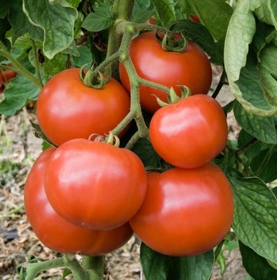 Celebrity Tomato Seed