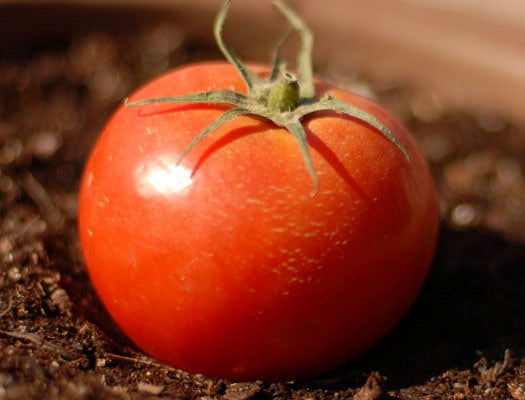 Champion Tomato Seed