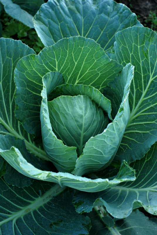 Charmant Cabbage Seed