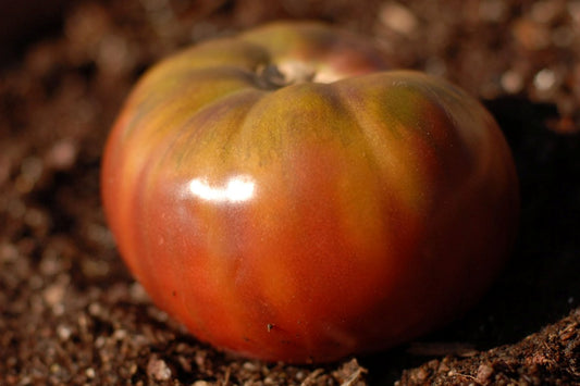 Cherokee Purple Heirloom Certified- Tomato Seed