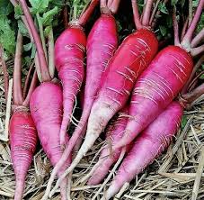 China Rose Winter Heirloom Radish Seed