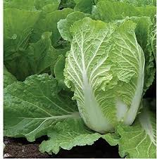 Chinese Michihli Heirloom Cabbage Seed