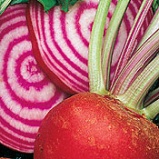 Chioggia Heirloom Certified- Beet Seed