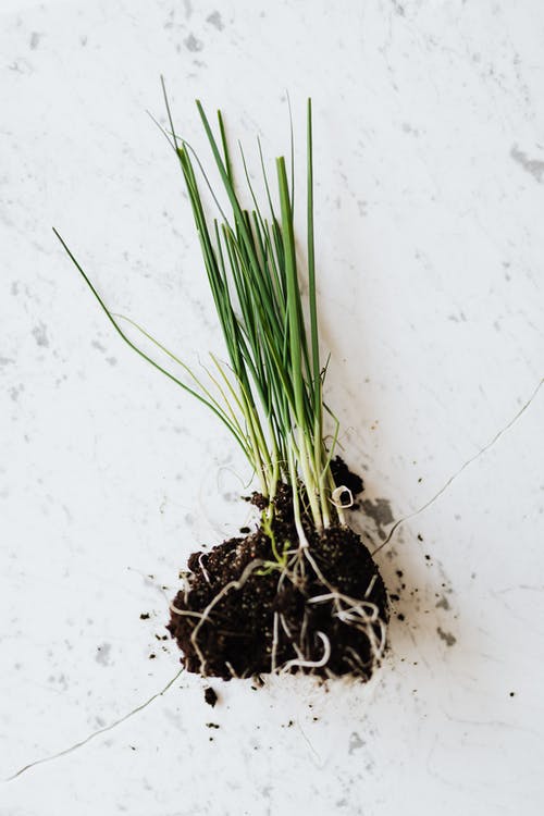 Chives Heirloom Certified- Herb Seed