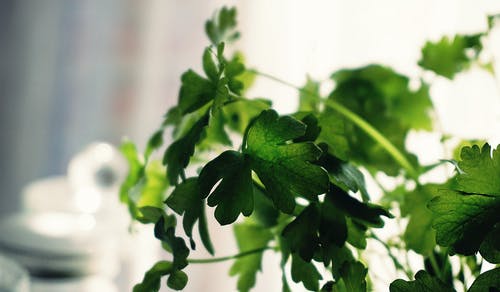 Herb Seeds