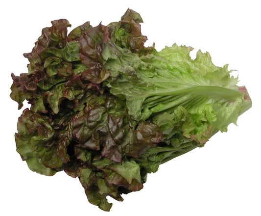 Cimmaron Heirloom Lettuce Seed