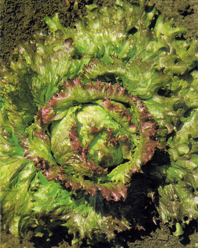Ciucca Leaf Heirloom Lettuce Seed