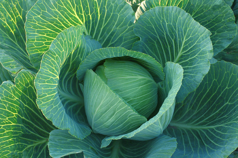 Copenhagen Heirloom Cabbage Seed