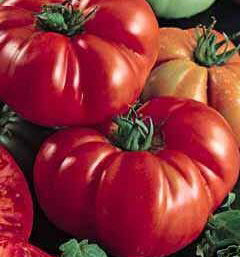 Costoluto Fiorentino Heirloom Tomato Seed