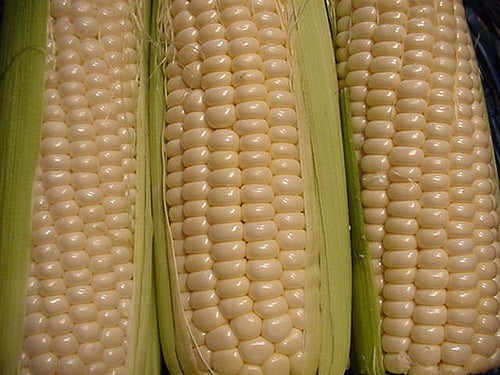 Country Gentlemen Heirloom Corn Seed