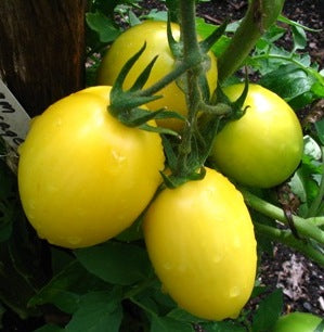 Cream Sausage Heirloom Tomato Seed