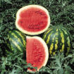 Crimson Sweet Heirloom Watermelon Seed