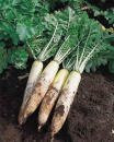 Daikon Minowase Heirloom Certified- Radish Seed