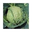 Danish Ballhead Heirloom Cabbage Seed