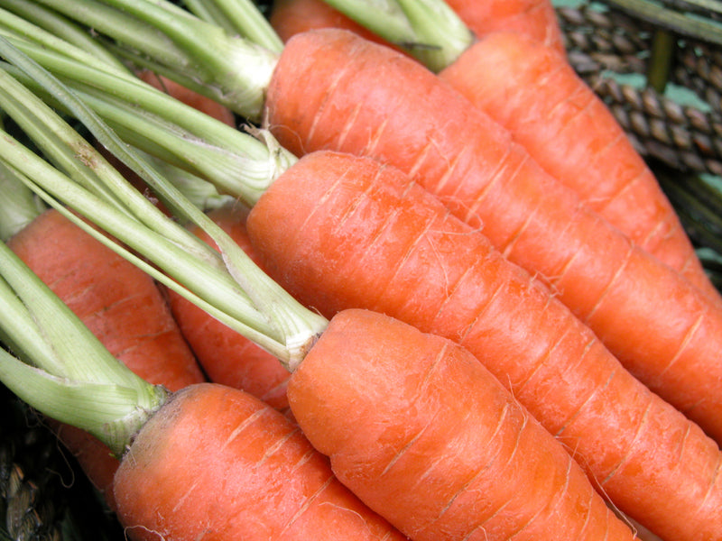 Danvers Half Long Heirloom Certified- Carrot Seed