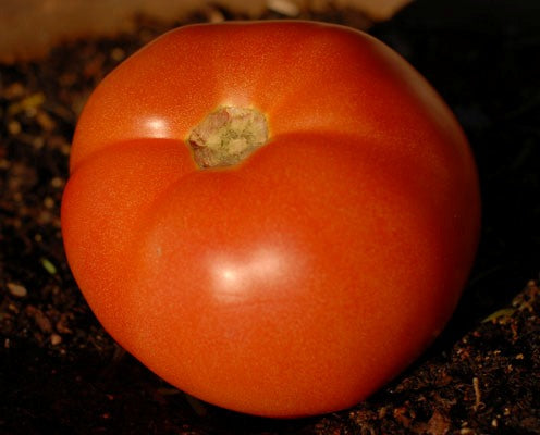 Delicious Heirloom Tomato Seed