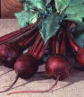 Detroit Dark Red Heirloom Certified- Beet Seed