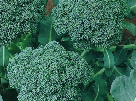 Di Ciccio Heirloom Certified- Broccoli Seed