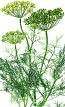 Dill (Bouquet) Heirloom Certified- Herb Seed