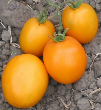 Djena Lee's Golden Girl Heirloom Tomato Seed