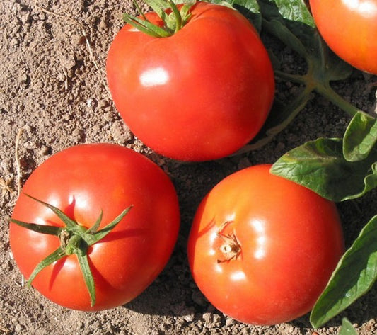 Druzba Heirloom Tomato Seed