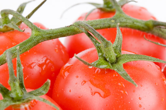 Early Cascade Tomato Seed