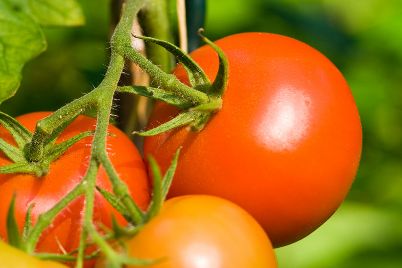 Early Girl Tomato Seed