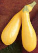 Early Prolific Straightneck Heirloom Certified- Squash Seed