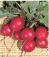 Early Scarlet Globe Heirloom Radish Seed