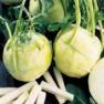 Early White Vienna Heirloom Kohlrabi Seed