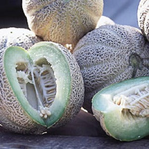 Eden's Gem Heirloom Certified- Melon Seed