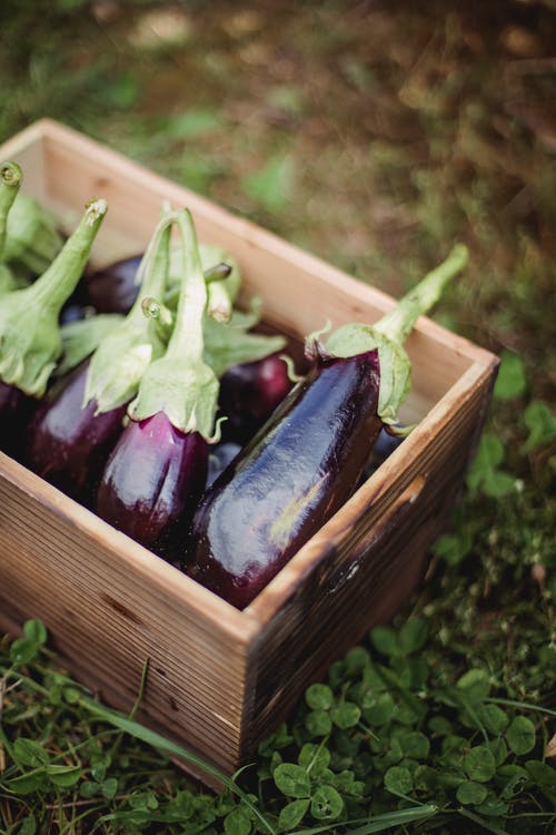 Black Beauty Heirloom Certified- Eggplant Seed