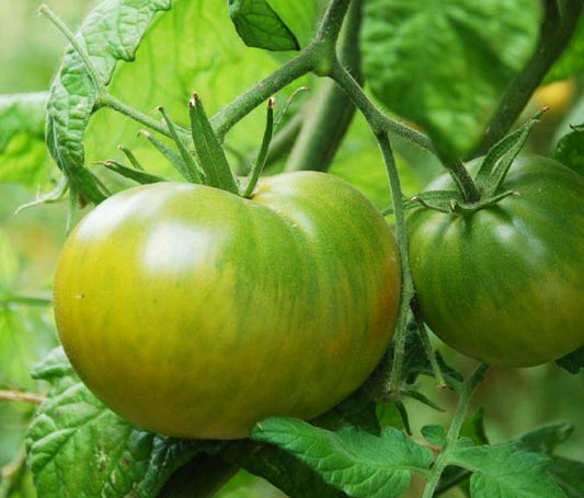 Evergreen Heirloom Certified- Tomato Seed