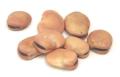 Fava Heirloom Bean Seed