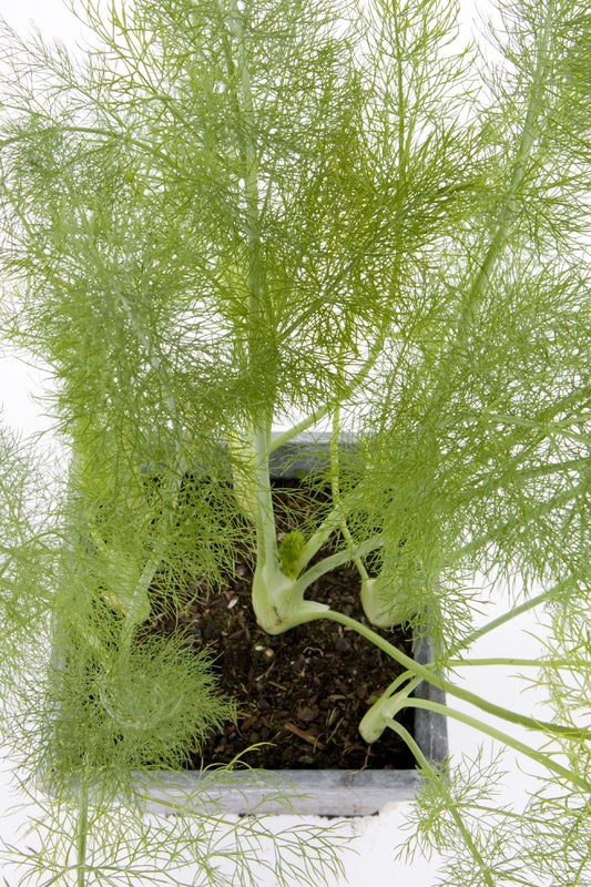 Fennel (Bronze) Heirloom Herb Seed