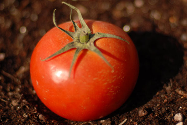 First Prize Tomato Seed