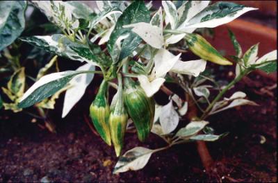 Fish Heirloom Pepper Seed