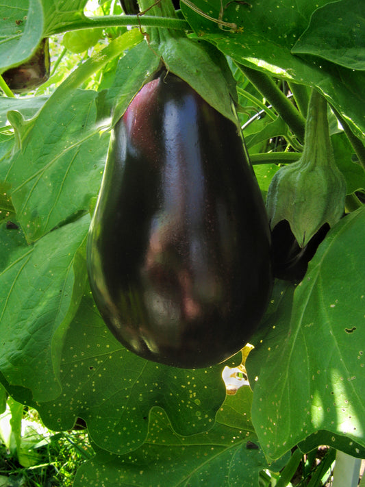 Florida High Bush Eggplant Seed