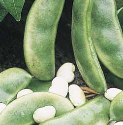 Fordhook 242 Lima Heirloom Bean Seed