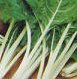 Fordhook Giant Heirloom Certified- Swiss Chard Seed