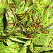 Forellenschluss Heirloom Lettuce Seed