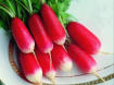 Radish