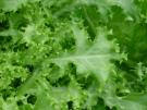 Full Heart Batavian Heirloom Endive Seed