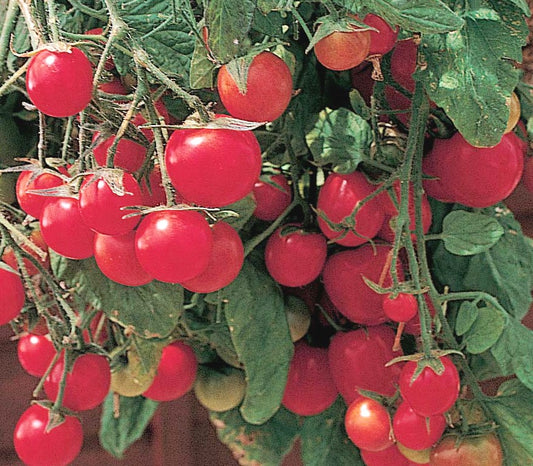 Gartenperle Tomato - Heirloom-Open-Pollinated