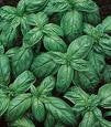 Genovese Basil Heirloom Certified- Herb Seed