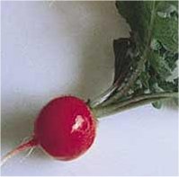 German Giant Heirloom Certified- Radish Seed